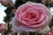 The pink rose with its petals completely unfolded