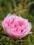 pink rose krokot mawar flower in the garden