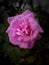 Pink Rose And Leaves On Vintage Blur Background
