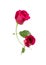 Pink rose with leaves on white background for romantic event