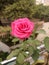 Pink rose like nature so beautiful rosewater