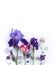 Pink rose, lilac irises and purple Aquilegia flowers on a white background.