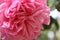 Pink rose. Macro photo. Fragrant flowers. Thorny Roses.