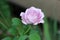 Pink rose with partially closed petals starting to wither at edges with small bee flying towards it surrounded with green leaves