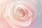 Pink rose on pastel minimalist abstract background with, copy space