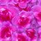 Pink rose pattern. Beautiful flower background seamless