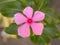 Pink Rose periwinkle flower