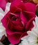 Pink rose petal detail in bloom bouquet