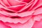 Pink rose petal,nature abstract concept.