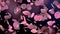 Pink rose petals falling on beautiful black background