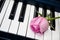 Pink rose on the piano keyboard