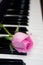 Pink rose on the piano keyboard