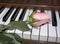 Pink Rose on the piano keys