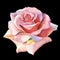 Pink rose realistic. Floral botanical flower. Wild spring leaf wildflower isolated.