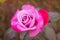 Pink Rose with red petals