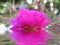 Pink rose reflected in water