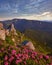 Pink rose rhododendron flowers on morning summer mountain slope