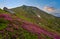 Pink rose rhododendron flowers on summer mountain slope