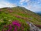 Pink rose rhododendron flowers on summer mountain slope