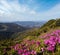 Pink rose rhododendron flowers on summer mountain slope