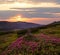 Pink rose rhododendron flowers on summer mountain slope