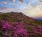 Pink rose rhododendron flowers on summer mountain slope