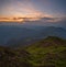 Pink rose rhododendron flowers on summer sunset mountain slope