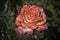 Pink Rose. Rome Rose Garden. Over 1100 varieties of roses