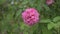 Pink Rose. Rosa Centifolia Linn