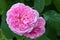 Pink Rose - Rosa Gertrude Jekyll