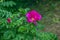 Pink rose rugosa.Blooming Rosa rugosa. Japanese rose. Summer flowers.Green leaves and pink flowers