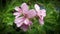 Pink rose scented Geranium flowers.