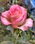 Pink rose shades peace