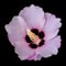 Pink Rose of Sharon Flower Isolated on Black Background