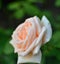 Pink rose in the Siberian garden