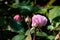 pink rose with softly blurred buds