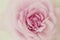 Pink rose softness background.