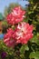 Pink Rose sort Laetitia Casta in garden