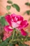 Pink rose for sweet romantic valentine background