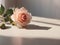 pink rose on a table, morning sunlight