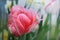 Pink rose tulip background in the garden.