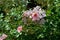 Pink Rose variety Sweet Haze flowering in a garden