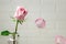 Pink rose in a vase with falling petals against the background of a white wall. Tenderness, fragility, loneliness, romance concept