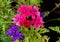 Pink Rose Verbena and Purple Verbena Flower