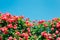 Pink rose wall with blue sky at Jungnangcheon Stream park Seoul Rose Festival in Seoul, Korea