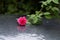 Pink rose with water drops on the roof of wet car on rainy September day.