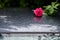 Pink rose with water drops on the roof of wet car on rainy september day