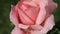 Pink rose with water drops in spring garden