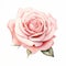 Pink Rose Watercolor Illustration On White Background