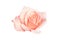 Pink rose on a white background, isolate flower to decorate